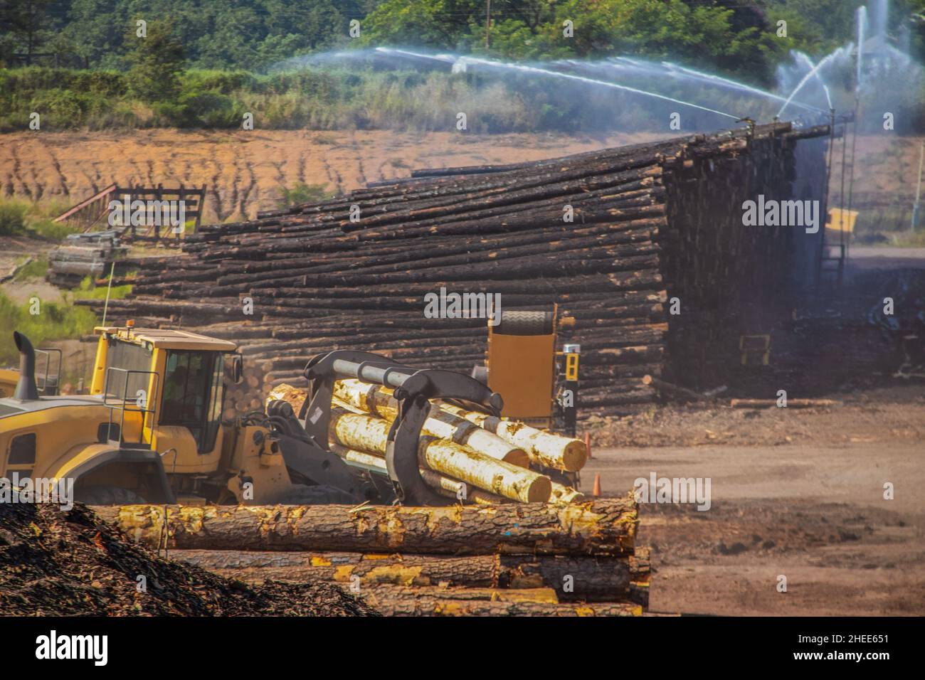 Holzstämme, die an einem extrem heißen Tag mit Wasser besprüht werden, um Insektenschäden zu verhindern - Ausrüstung, die Holzstämme trägt - verschwimmen aufgrund von Nebel und Staub in der Luft Stockfoto
