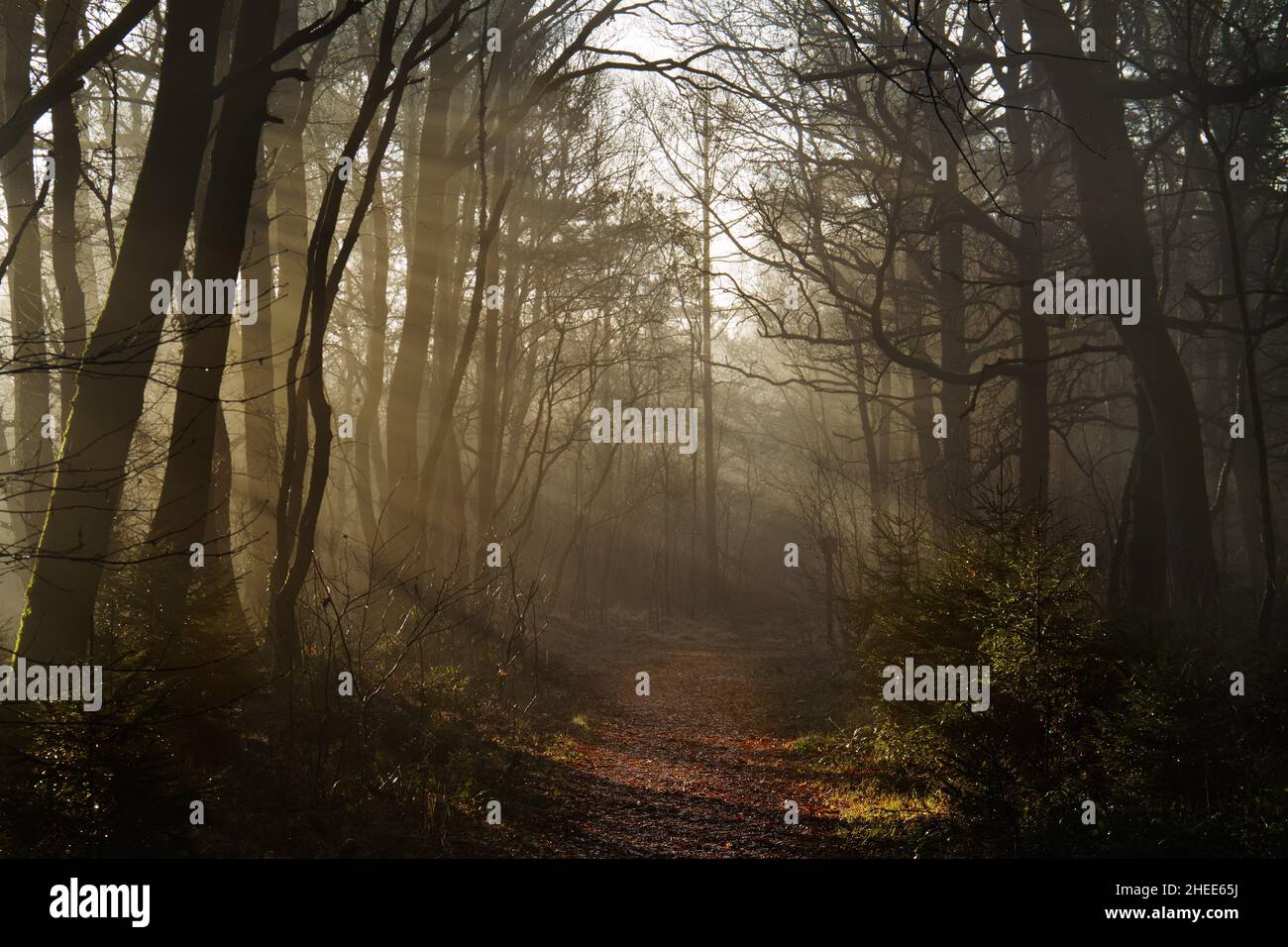 Das frühe Sonnenlicht fällt auf einen Pfad durch einen winterlichen Wald, der mit heruntergefallenen Blättern bedeckt ist Stockfoto