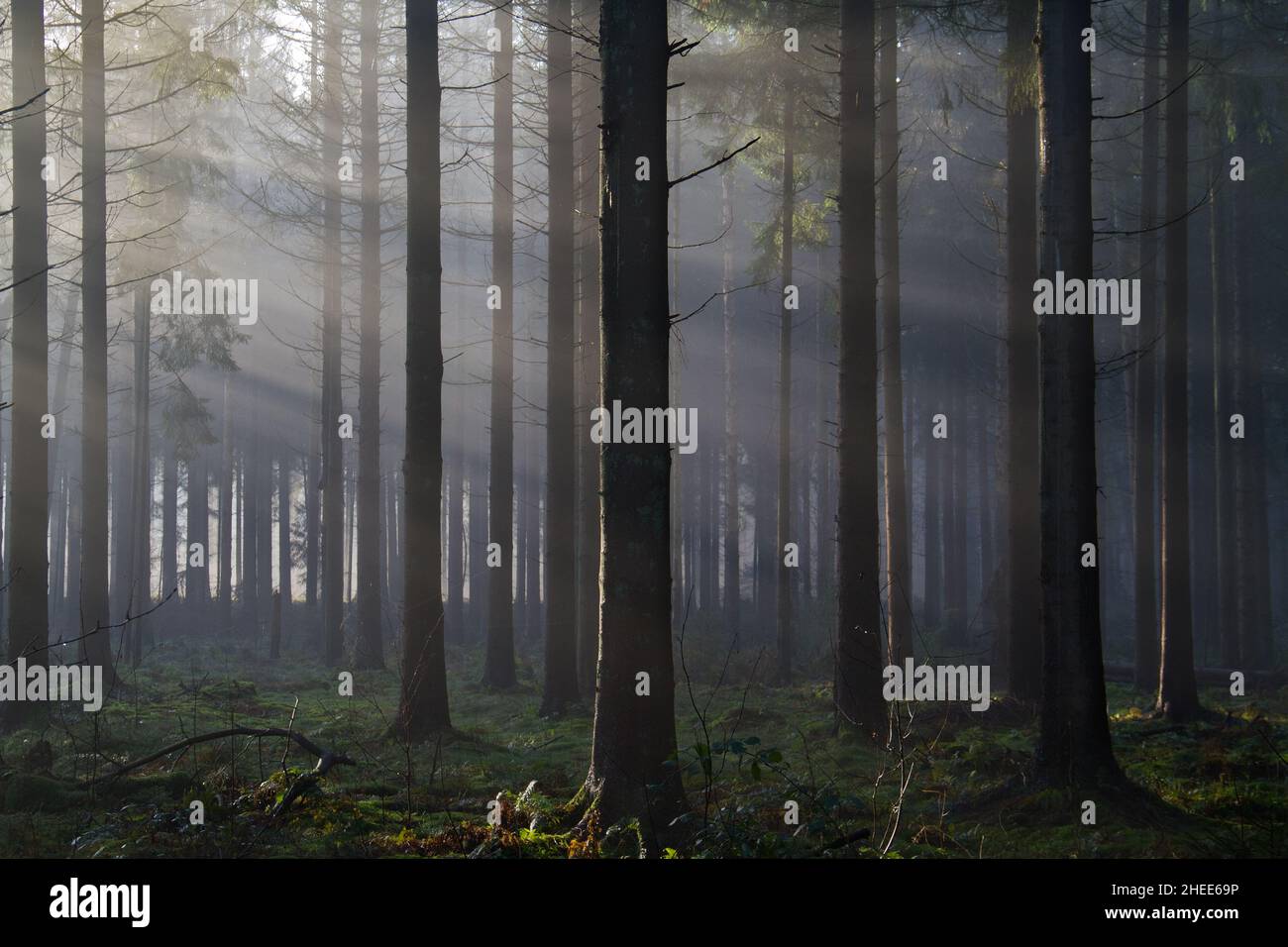 Sonnenstrahlen bei Sonnenaufgang in einem dunklen Pinienwald Stockfoto