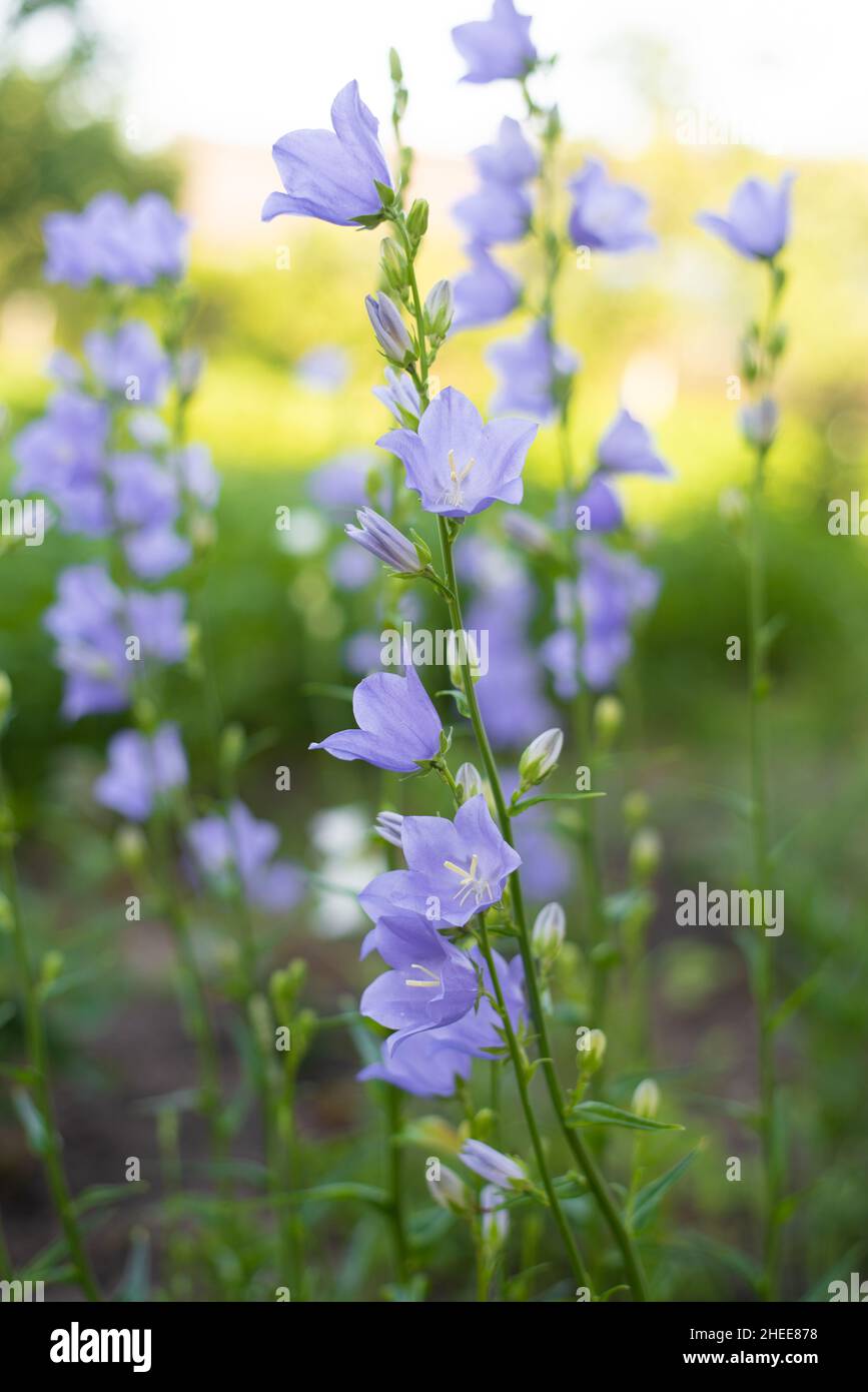 Campanula persicifolia Pfirsich blättrige Glockenblumen Stockfoto