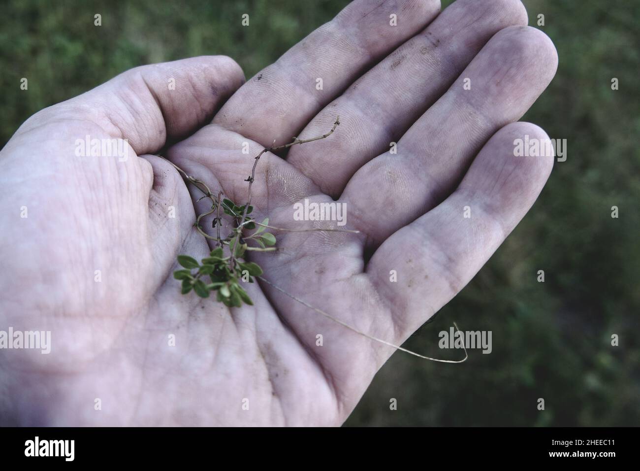 Eine Pflanze in der Handfläche. In der Hand ist eine kleine Pflanze. Naturschutzkonzept Stockfoto