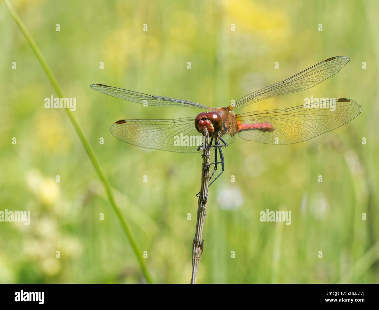 Ruddy darter dragonfly (Sympetrum sanguineum) Männchen, das auf einem Schachtelhalm-Stamm in einem Süßwassersumpf thront, bereit, Beute zu jagen, Kenfig NNR, Wales, Großbritannien. Stockfoto