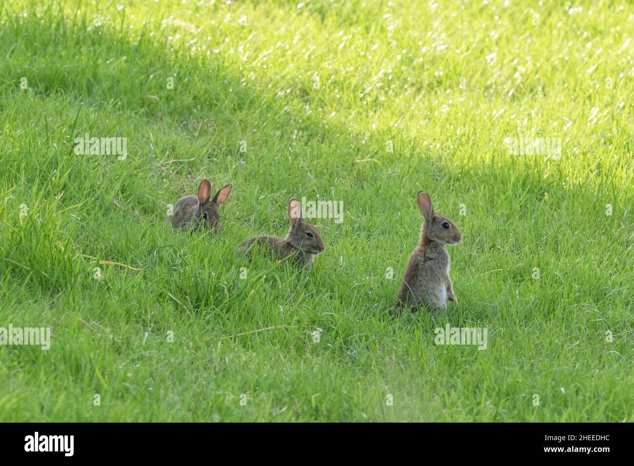 Drei junge Wildkaninchen. Einer sitzt auf, zwei liegen im Gras. Stockfoto