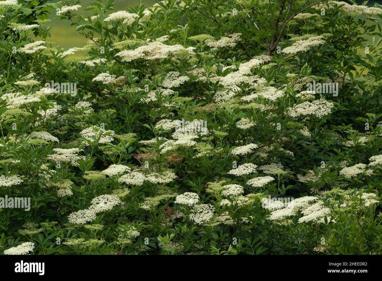 Holunderblüten auf einem älteren Baum in England. Stockfoto