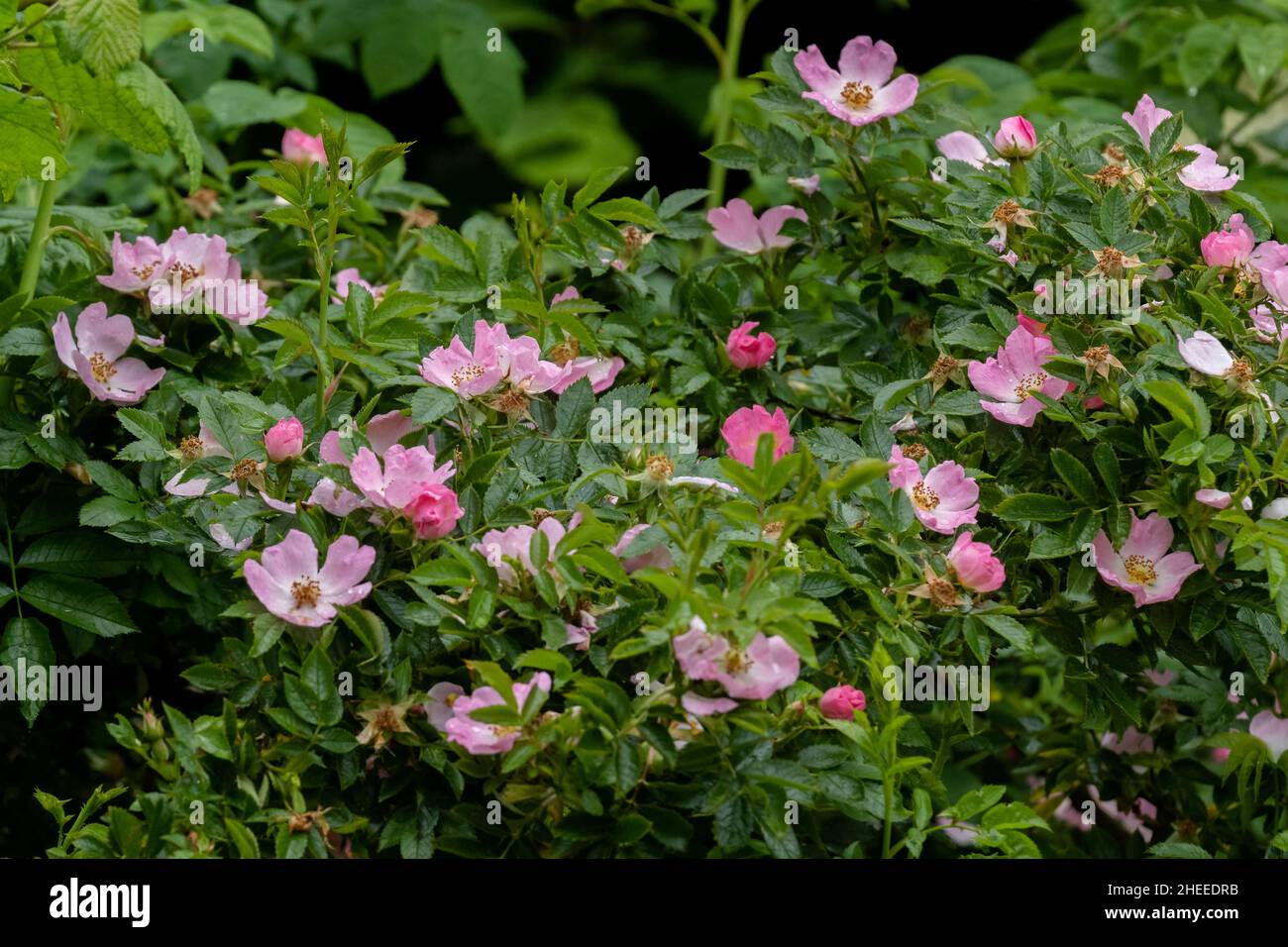 Eine Hundrose (Rosa canina) blüht in einer englischen Hecke. Stockfoto