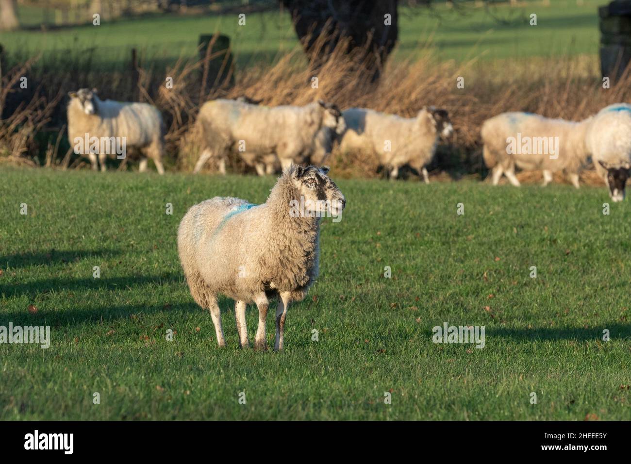 Schafe auf einem Feld in Baildon, Yorkshire. Die Schafe wurden mit farbiger Farbe markiert, dies sind smit-Markierungen und werden zur Identifizierung der Schafe verwendet. Stockfoto