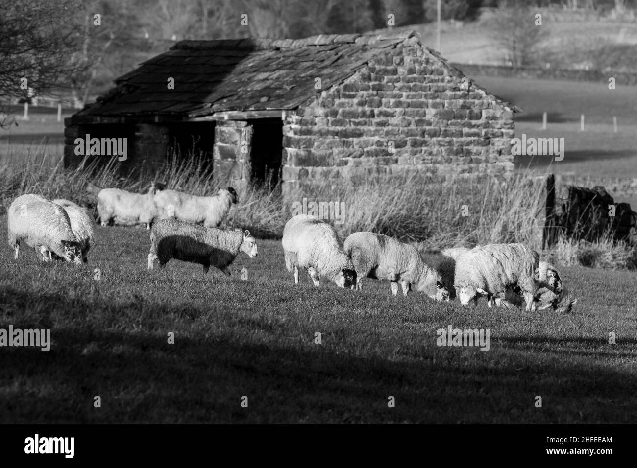 Schafe (Ovies aries), die neben einer alten Scheune weiden. Das Bild ist monochrom (Schwarzweiß). Stockfoto