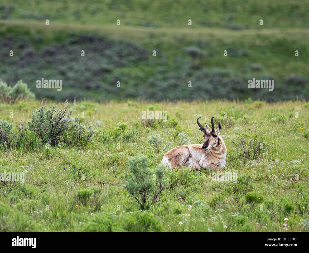 Ein erwachsenes Pronghorn, Antilocapra americana, in Ruhe im Yellowstone National Park, Wyoming. Stockfoto