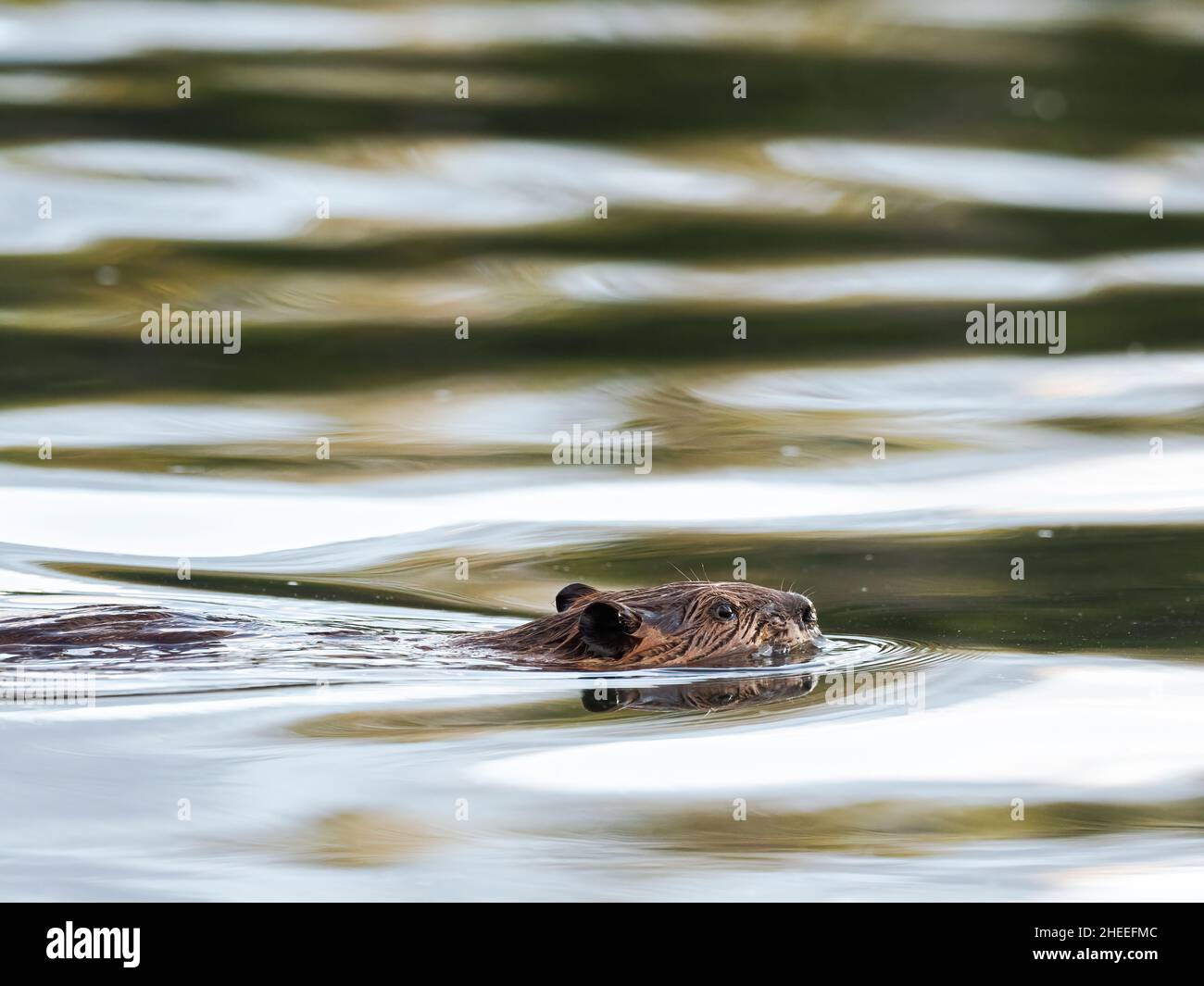 Ein erwachsener nordamerikanischer Biber, Castor canadensis, schwimmt im Grand Teton National Park, Wyoming. Stockfoto