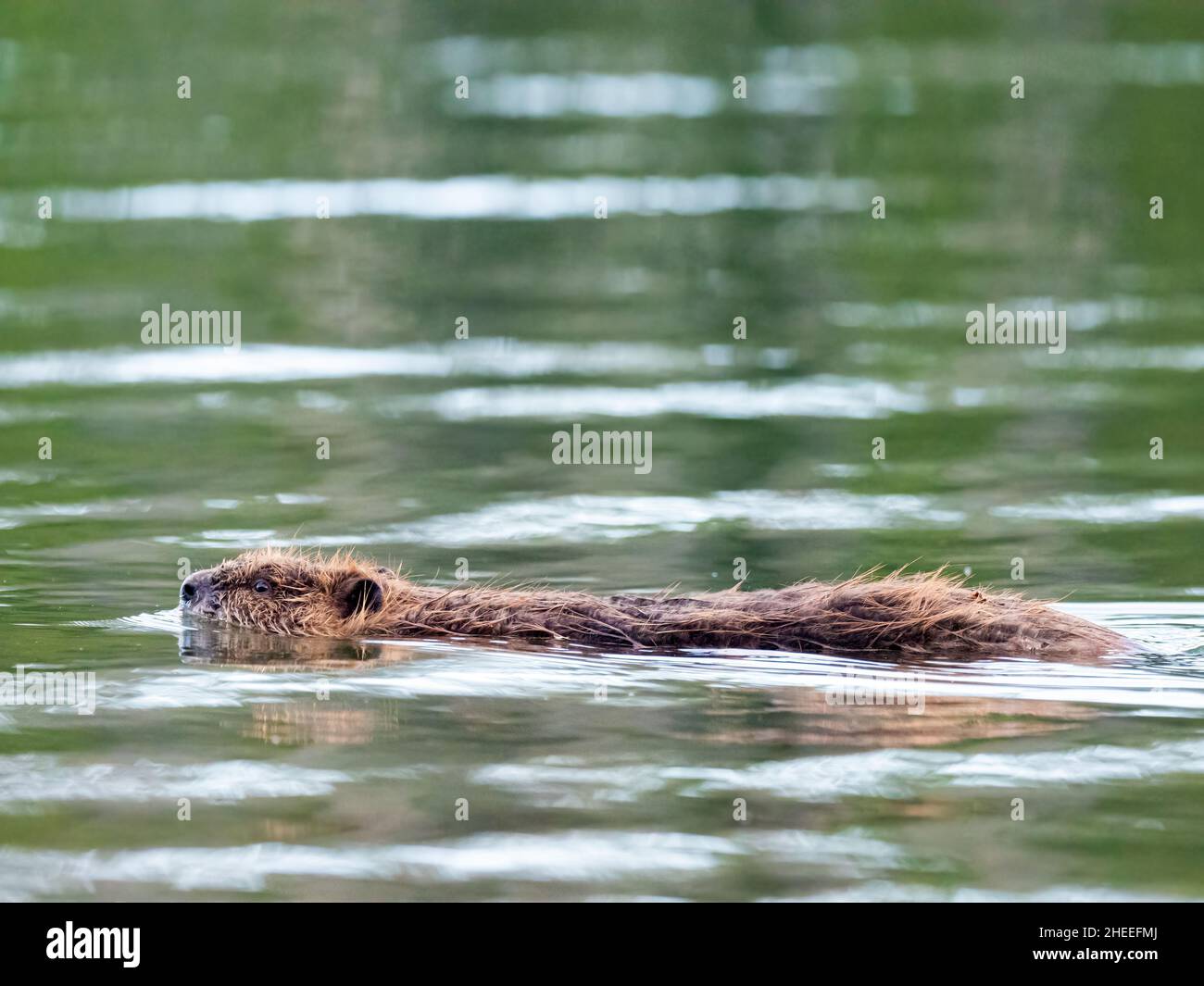 Ein junger nordamerikanischer Biber, Castor canadensis, schwimmt im Grand Teton National Park, Wyoming. Stockfoto