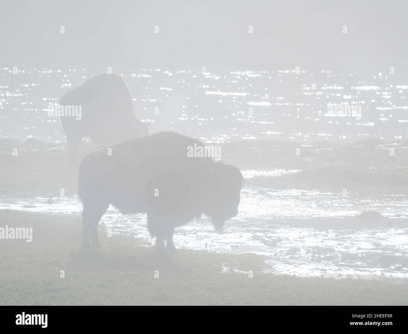 Ein Paar erwachsener Bisons, Bison Bisons, in den Dampfbädern im Yellowstone National Park, Wyoming. Stockfoto