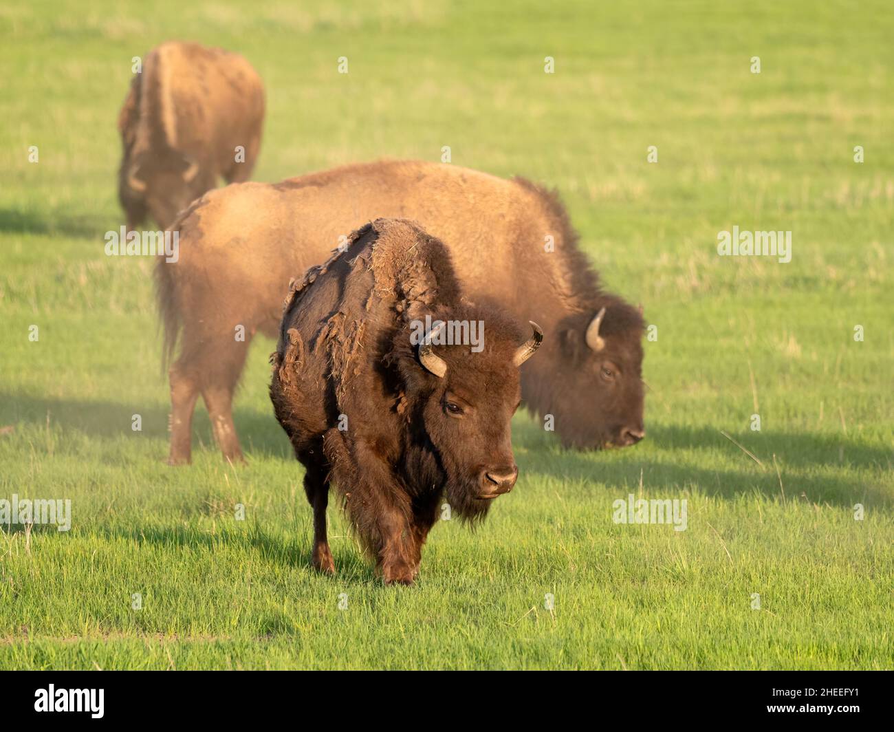 Bisons für Erwachsene, Bisons, Beweidung im Lamar Valley, Yellowstone National Park, Wyoming. Stockfoto