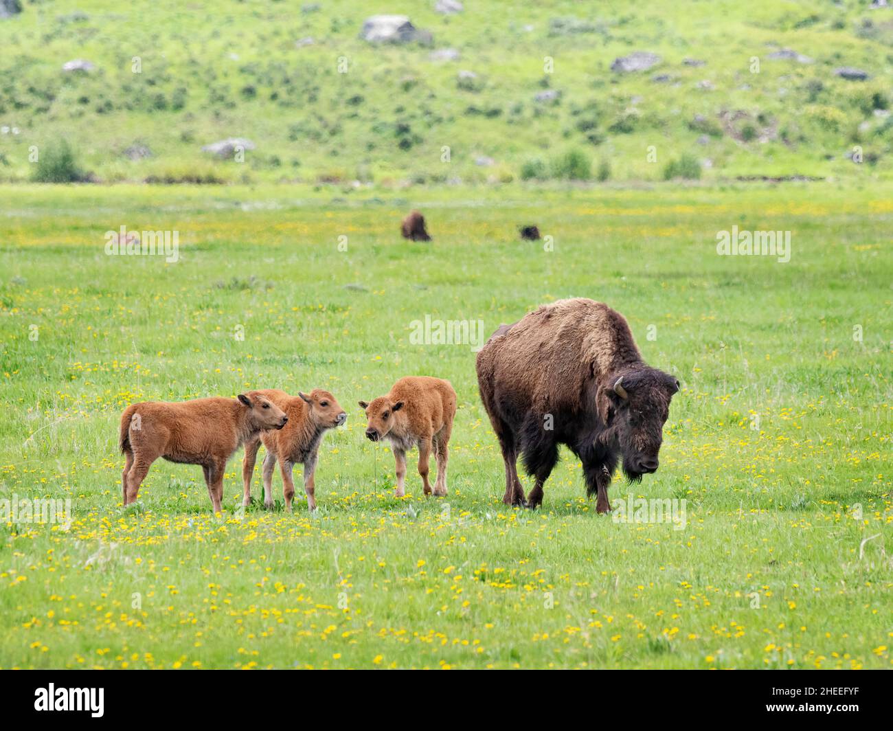 Bison für Erwachsene, Bison, mit jungen Weiden im Lamar Valley, Yellowstone National Park, Wyoming. Stockfoto