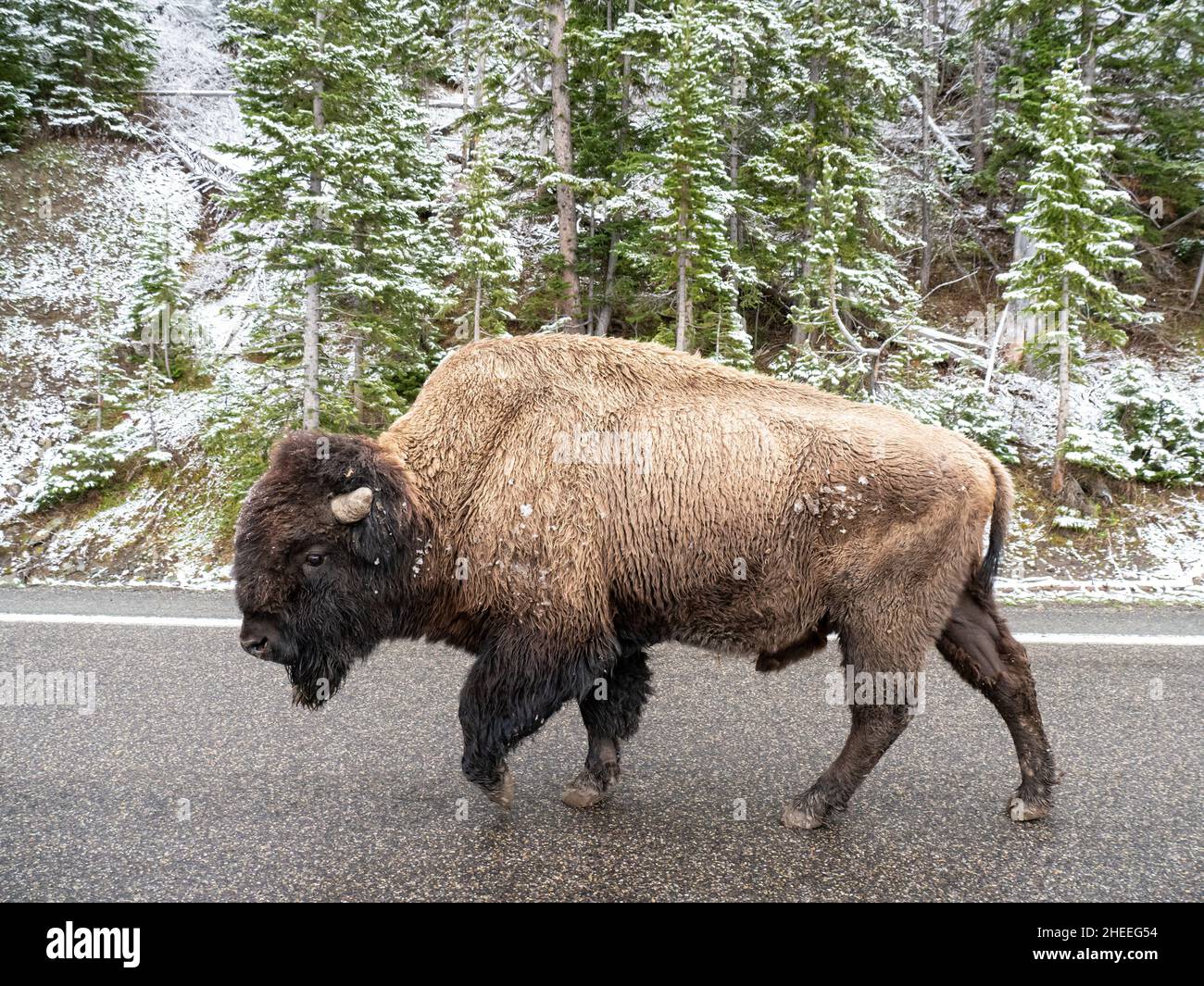 Bison für Erwachsene, Bison, auf der Autobahn im Schnee im Yellowstone National Park, Wyoming. Stockfoto