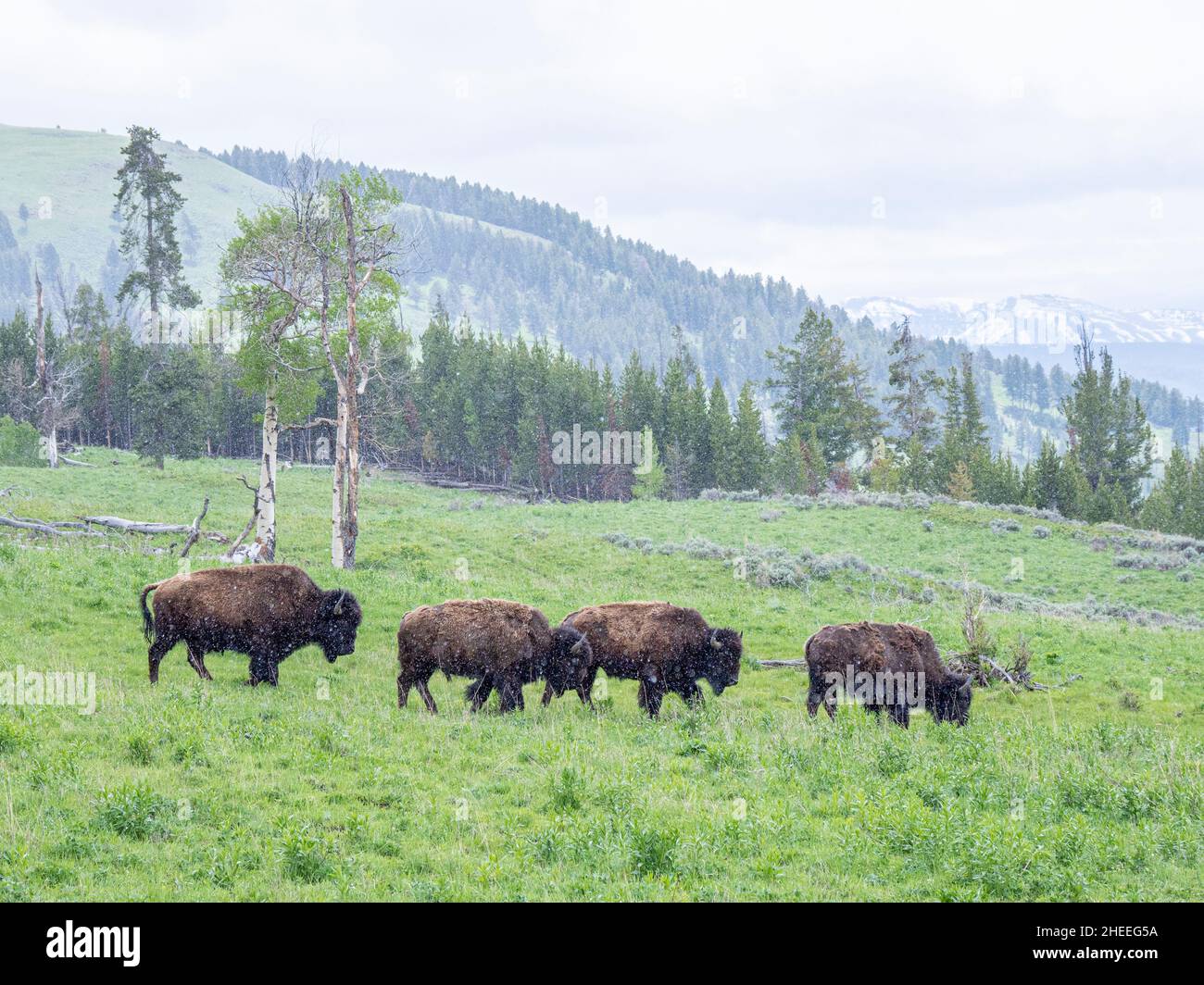 Bison für Erwachsene, Bison, bei leichtem Schnee im Yellowstone National Park, Wyoming. Stockfoto