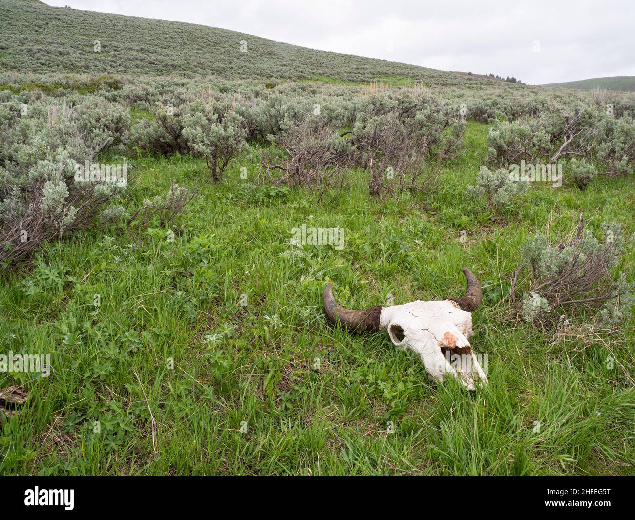 Bison für Erwachsene, Bison, Schädel im Yellowstone National Park, Wyoming. Stockfoto