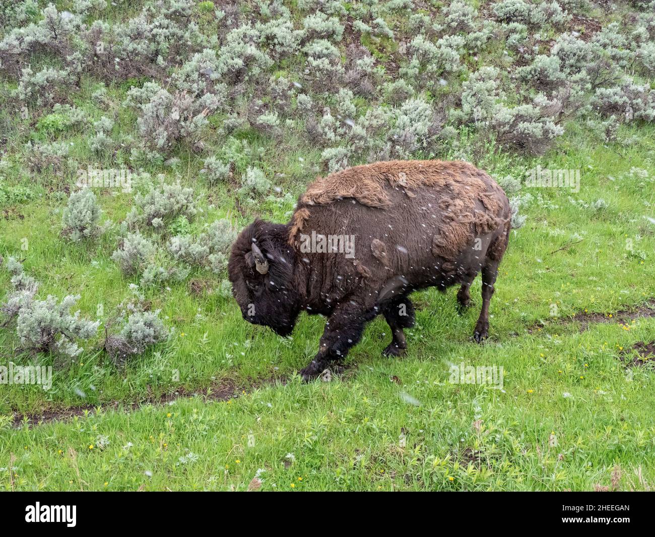Bison für Erwachsene, Bison, bei leichtem Schnee im Yellowstone National Park, Wyoming. Stockfoto