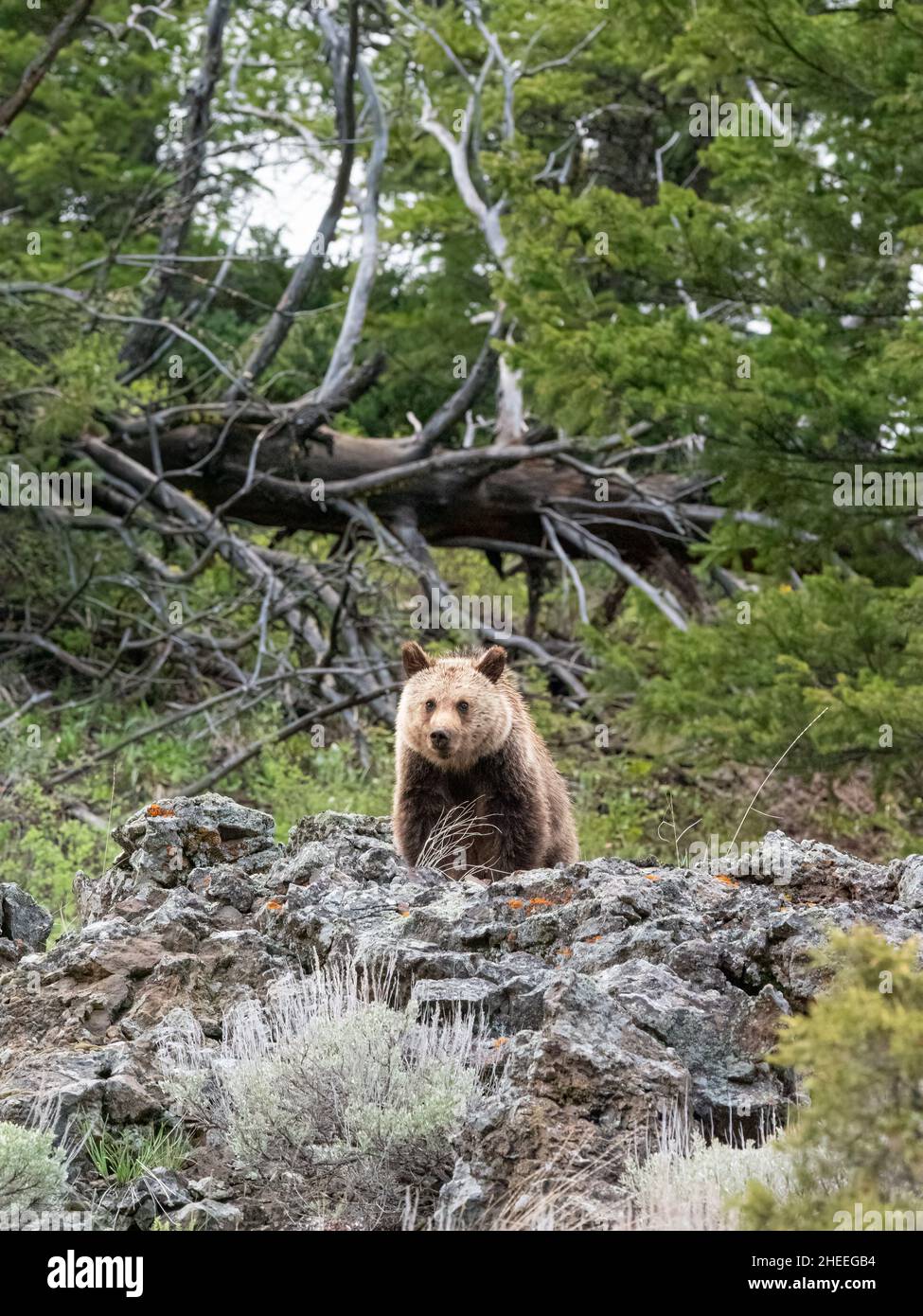 Ein junger Grizzlybär, Ursus Arctos, steht auf einem Hügel in der Nähe des Yellowstone National Park, Wyoming. Stockfoto