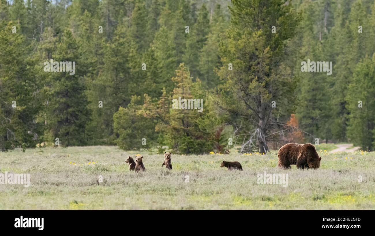 Eine Grizzlybärin, Ursus arctos, 399, mit ihren vier Jungen in den Sträuchern in der Nähe des Grand Teton National Park, Wyoming. Stockfoto