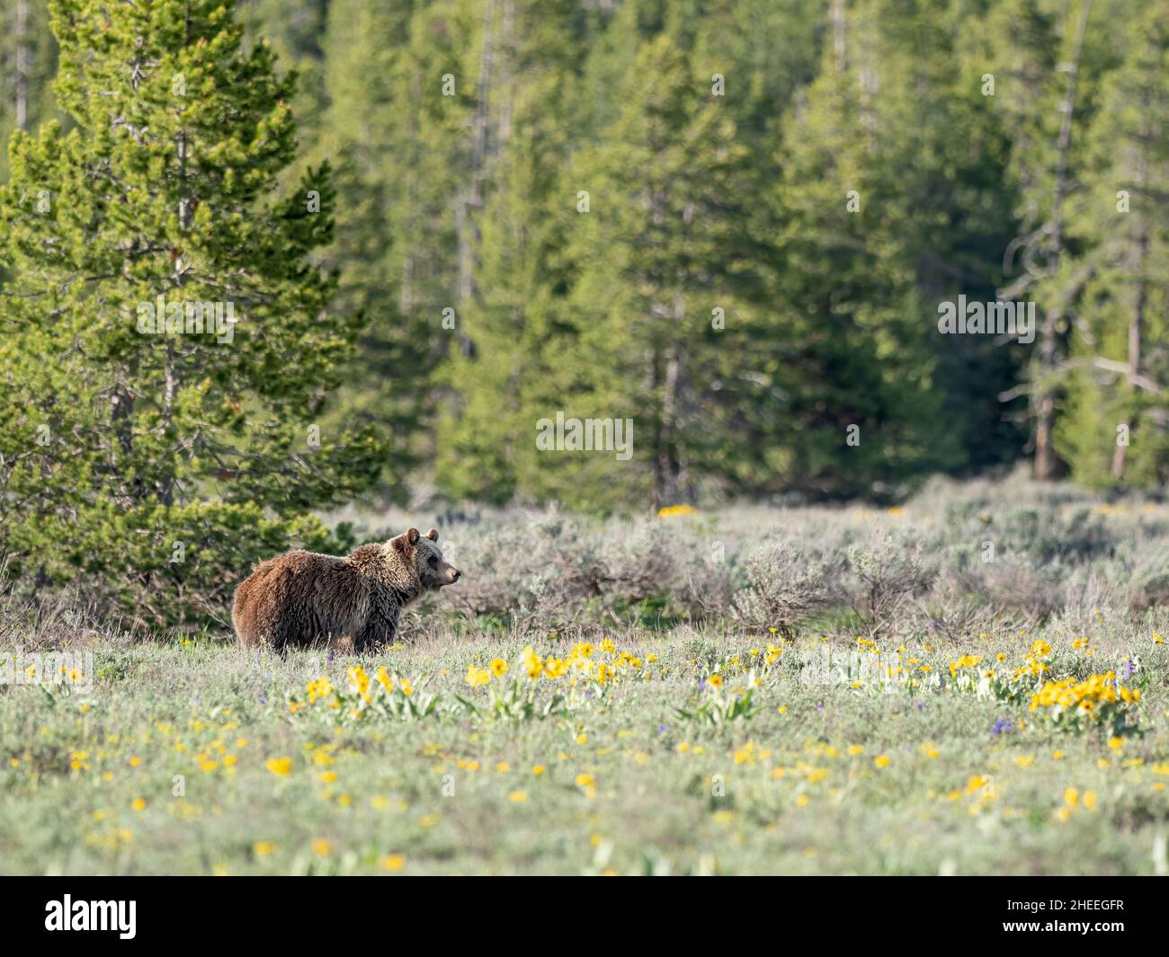 Ein junger Grizzlybär, Ursus arctos, in den Sträuchern in der Nähe des Grand Teton National Park, Wyoming. Stockfoto