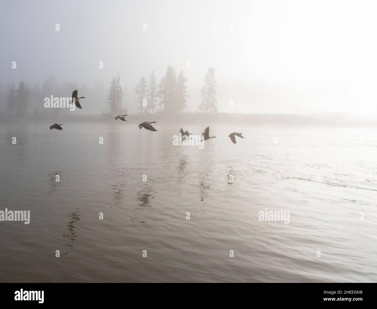 Eine Herde Kanadagänse, Branta canadensis, im Nebel im Yellowstone National Park, Wyoming. Stockfoto