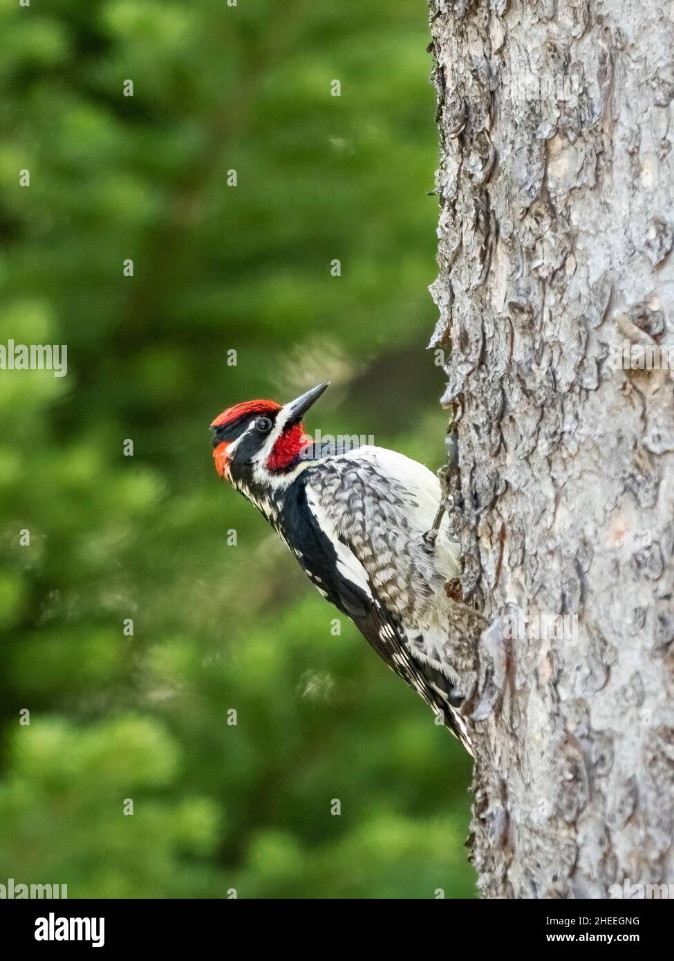 Ein erwachsener, rotnackter Sapsucker, Sphyrapicus nuchalis, in Lamar Valley, Yellowstone National Park, Wyoming. Stockfoto