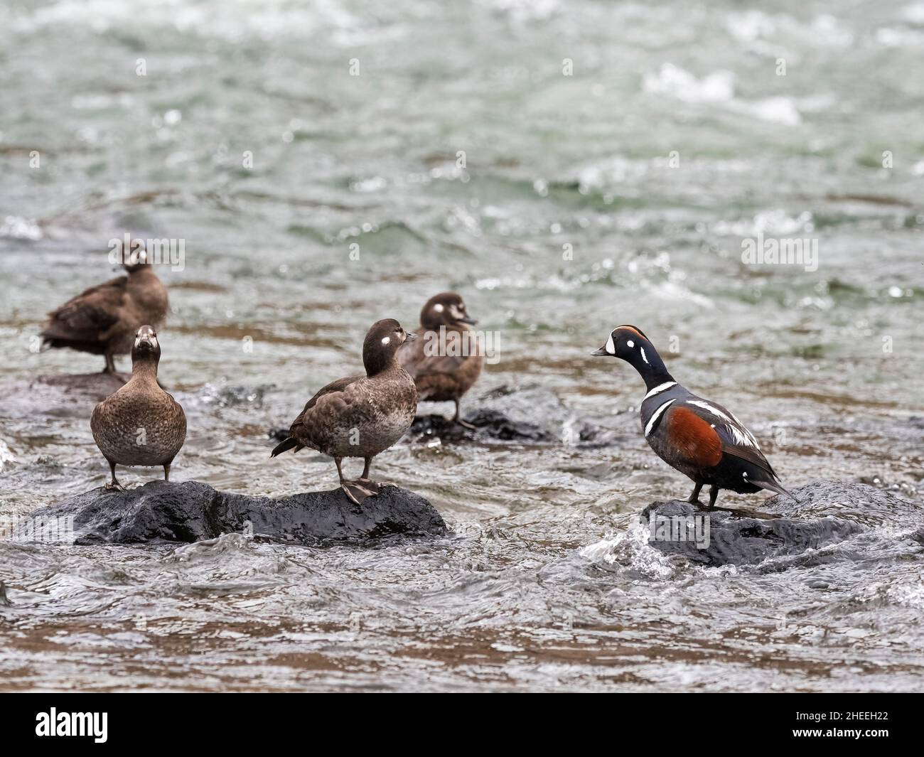 Eine eingefleidete männliche Harlekin-Ente, Histrionicus histrionicus, unter den Weibchen im Yellowstone National Park, Wyoming. Stockfoto