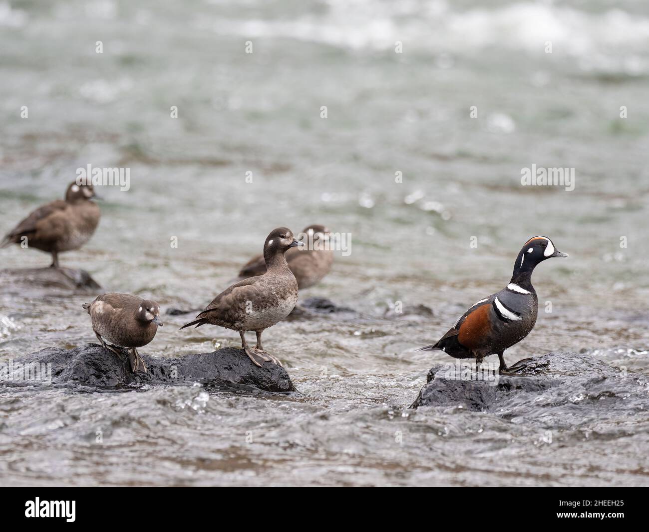 Eine eingefleidete männliche Harlekin-Ente, Histrionicus histrionicus, unter den Weibchen im Yellowstone National Park, Wyoming. Stockfoto