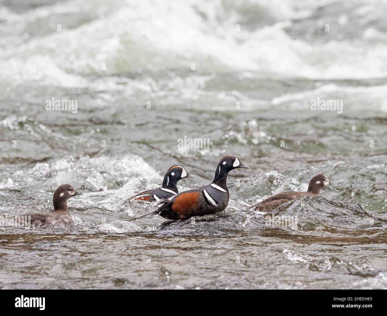 Ein Paar männliche Harlekin-Enten, Histrionicus histrionicus, unter den Weibchen im Yellowstone National Park, Wyoming. Stockfoto