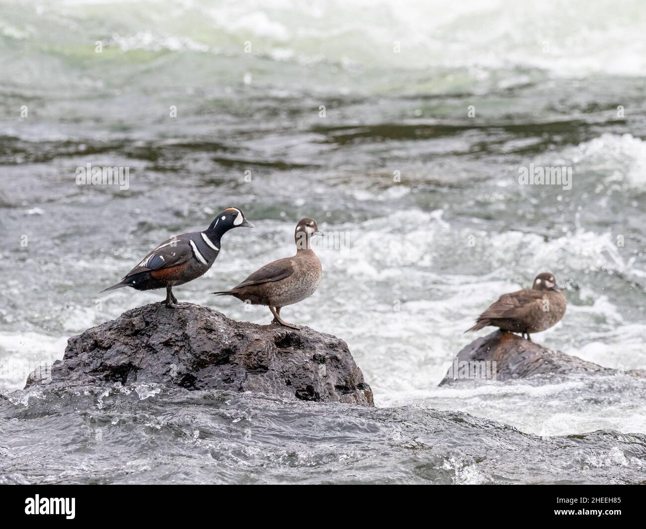 Männliche Harlekin-Ente, Histrionicus histrionicus, unter den Weibchen im Yellowstone National Park, Wyoming. Stockfoto