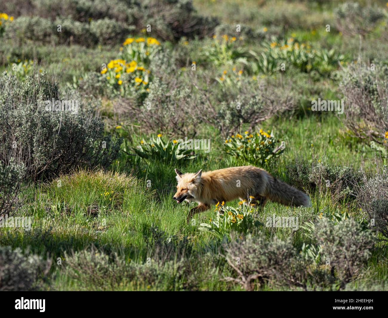 Red Fox, Vulpes vulpes, im Grand Teton National Park, Wyoming. Stockfoto