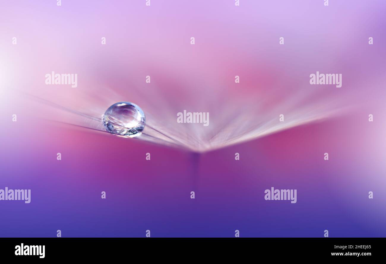 Schöne Natur Hintergrund.Floral Art Design.Abstrakte Makro-Fotografie.Pastell Blume.Löwenzahn Blumen.Blau Hintergrund.Kreative Künstlerische Tapete. Stockfoto