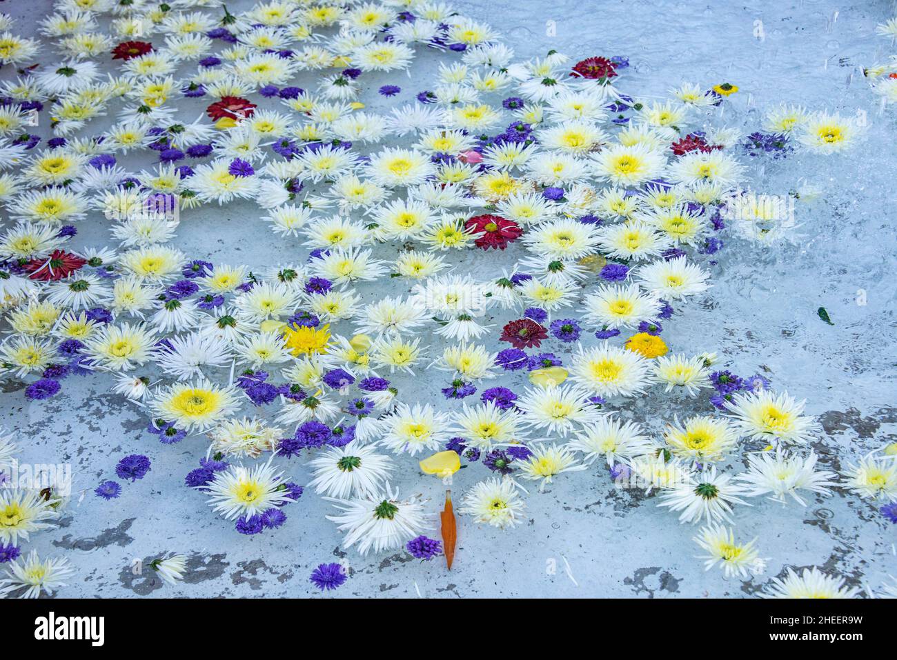 Schwimmende Blütenblätter, Antigua, Guatemala Stockfoto