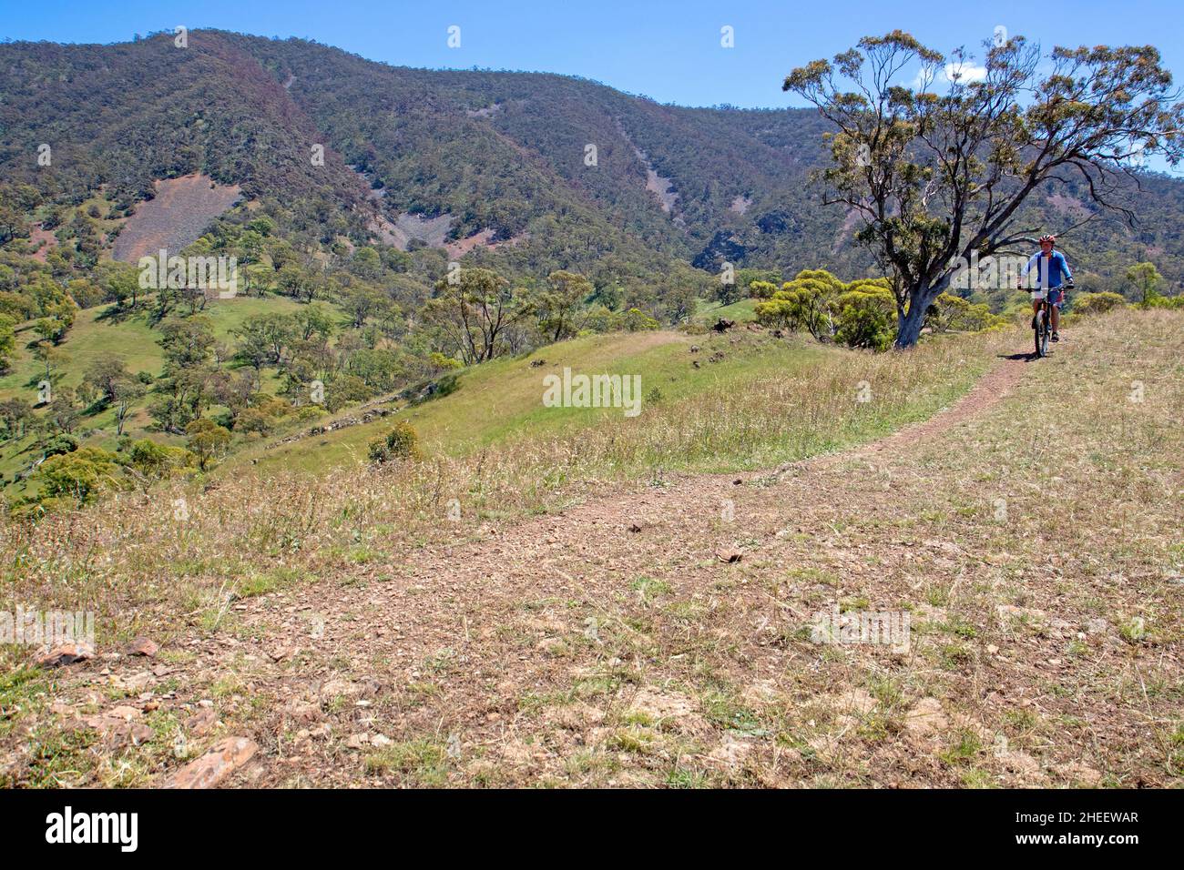 Mountainbiken auf dem Edge Loop bei Melrose Stockfoto
