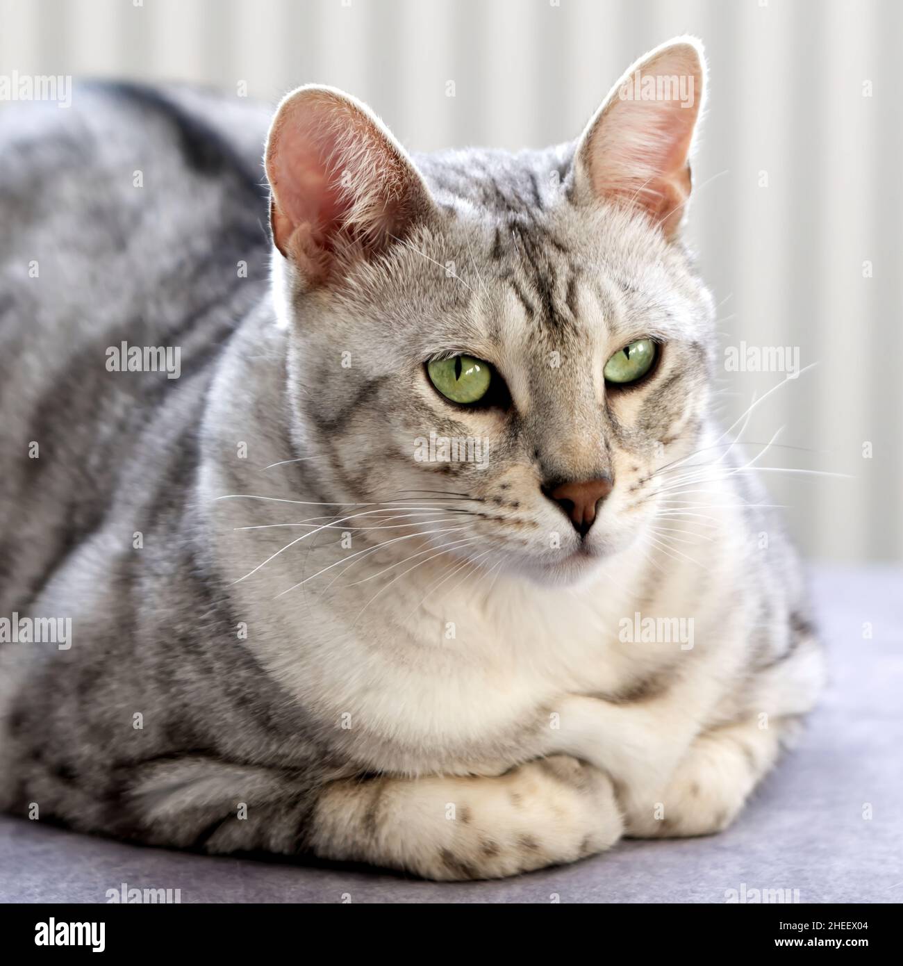 Schöne Katze liegt auf der Couch und ruht. Schöne silberfarbene Bengalkatze zu Hause. Stockfoto