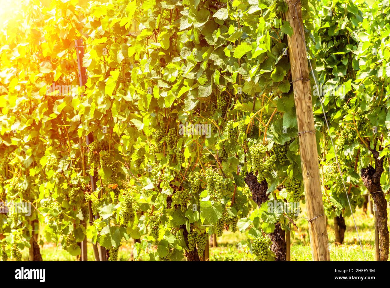 Weinberg im Sonnenlicht, sonniger Blick auf Weinrebenpflanzen und wachsende Trauben im Weinbaubetrieb. Grüne Weinanpflanzung im Sommer. Konzept des Weinbaus, Weingut, Stockfoto