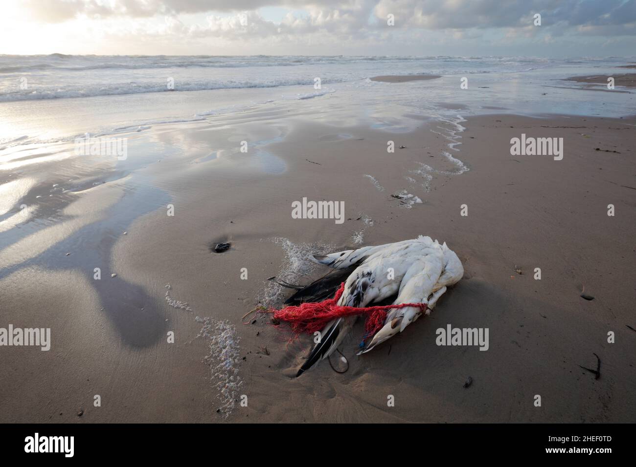 Gestrandete Seevögelchen (Nördlicher Gannet) wurden am Strand von Lonstrup, Dänemark, durch ein Fangnetz getötet Stockfoto
