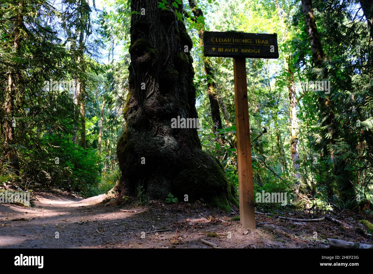 Cedar Hiking Trail - Tryon Creek State Natural Area Stockfoto