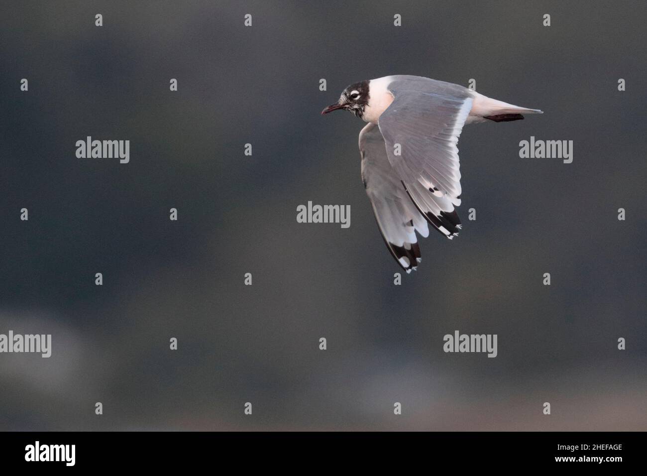 Franklin-Möwe (Larus pipixcan), erwachsener Vogel, Wintergefieder, Seitenansicht im Flug, über Meer bei Puerto Montt, Chile 17th. Februar 2020 Stockfoto