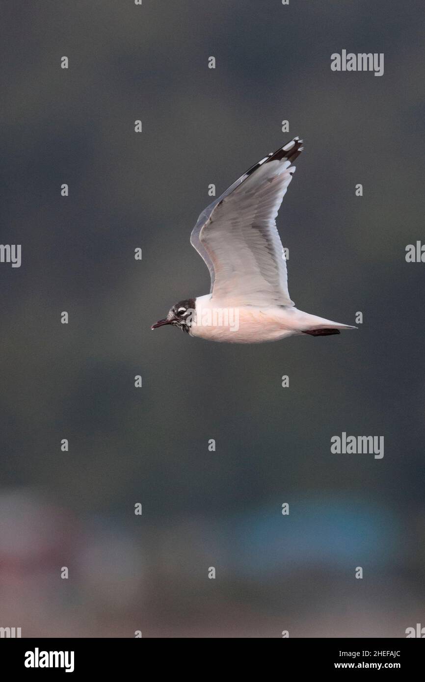 Franklin-Möwe (Larus pipixcan), erwachsener Vogel, Wintergefieder, Seitenansicht im Flug, über Meer bei Puerto Montt, Chile 17th. Februar 2020 Stockfoto