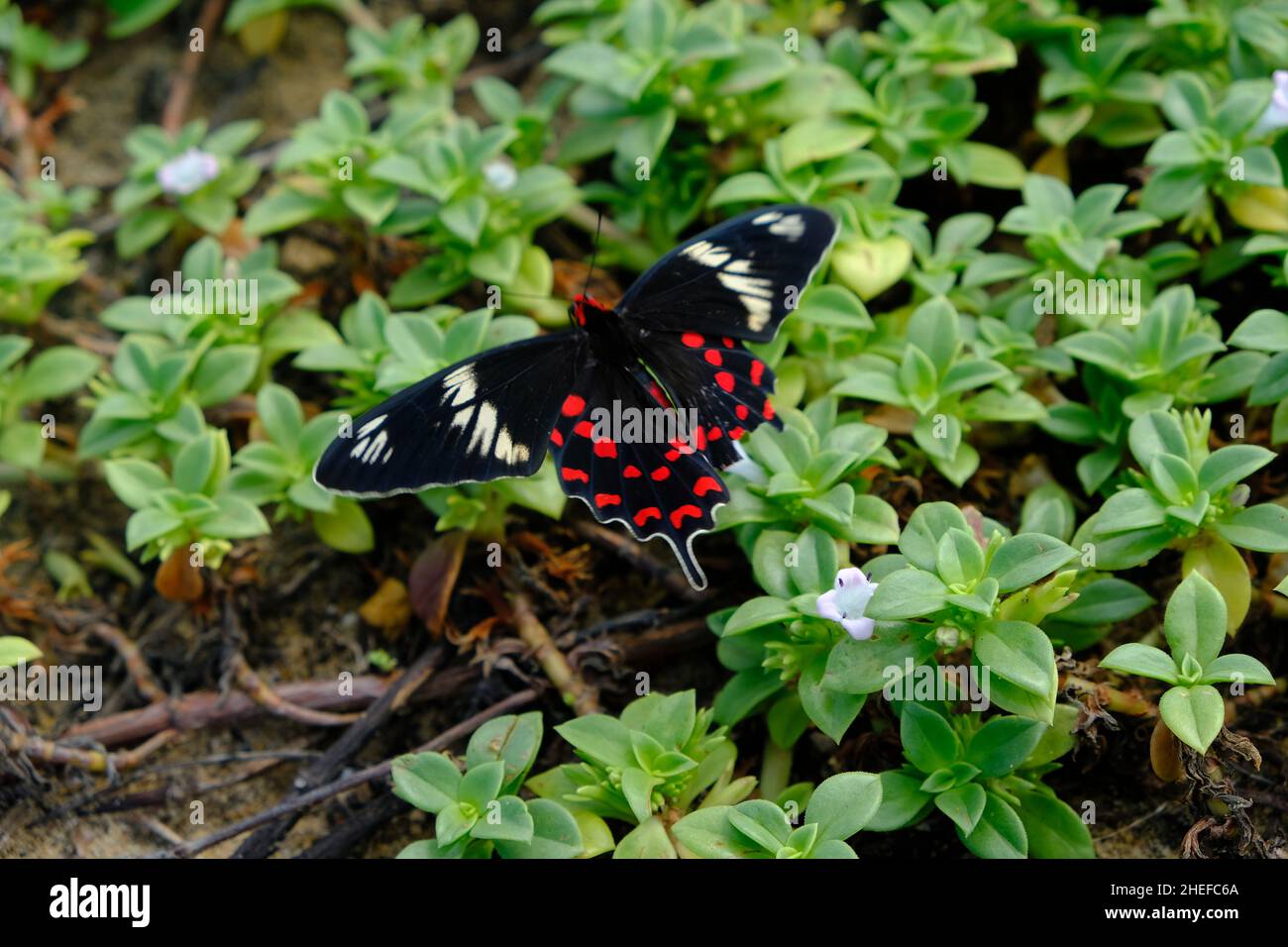 Sri Lanka Negombo - Pamunugama Beach Butterfly Stockfoto