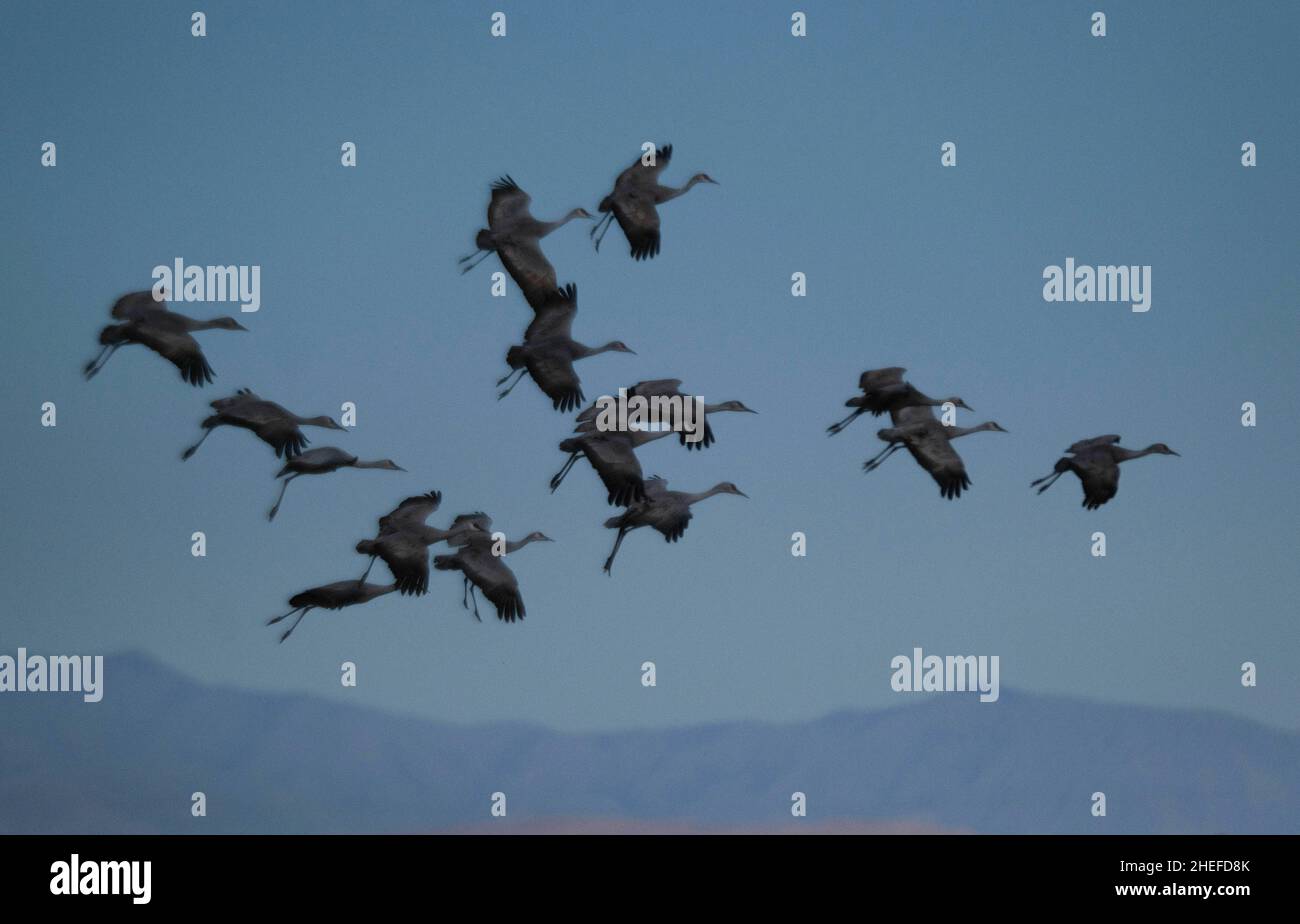 9. Januar 2022, McNeil, Arizona: Jedes Jahr im November beginnen etwa 30.000 Sandhill Cranes ihre jährliche Migration vom North Platte River in Nebraska nach Southern Arizona. Sie überwintern in der Nähe der Stadt McNeal, Arizona, in einem geschützten Gebiet, das als Whitewater Draw Wildlife Area bekannt ist. Am frühen Morgen verlassen sie, um sich auf nahegelegenen Feldern zu ernähren und kehren gegen Mittag an die Ufer eines Sees im Reservat zurück. Am Nachmittag fahren sie meist wieder ab und kehren für den Abend gegen Sonnenuntergang zurück. Die Kraniche bleiben in Arizona bis zum Frühjahr, als sie ihre Reise zurück in den Norden beginnen, wo sie begonnen haben. Diese Stockfoto