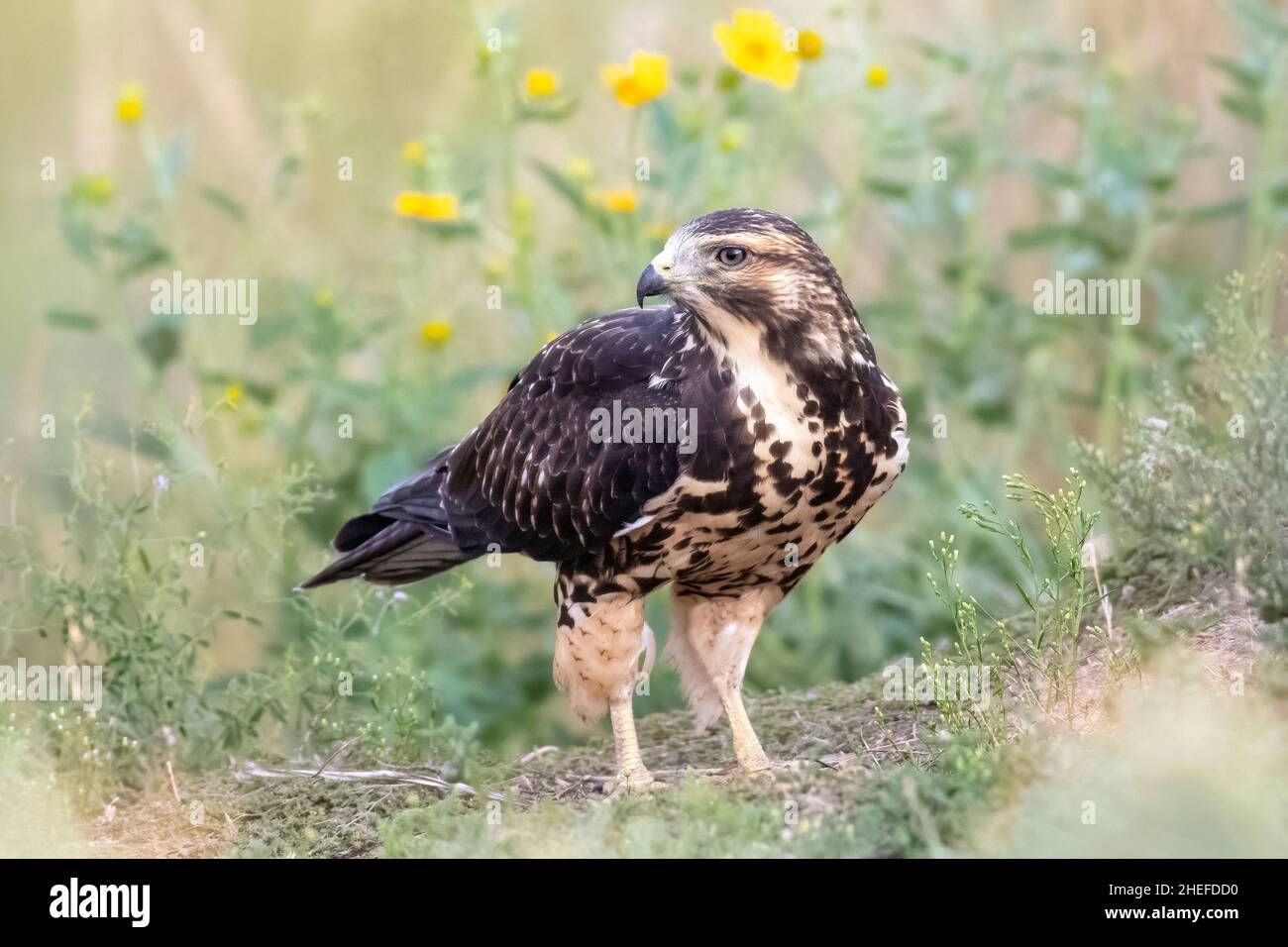 Nahaufnahmporträt eines jungen Swainson's Hawk auf einem Hügel voller natürlicher Pflanzen und gelber Blumen auf dem weichen Hintergrund. Stockfoto