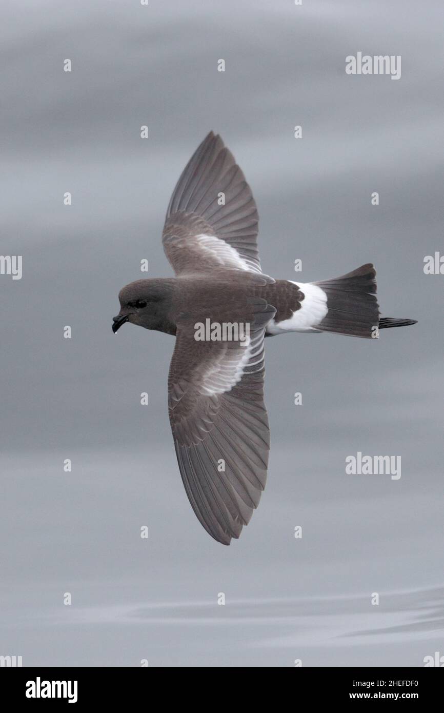 Pincoya Storm-Petrel (Oceanites pincoyae), Rückenansicht, Einzelvogelflug über grauer Meeresoberfläche, Golf von Ancud, Südchile 25th. Februar 2020 Stockfoto