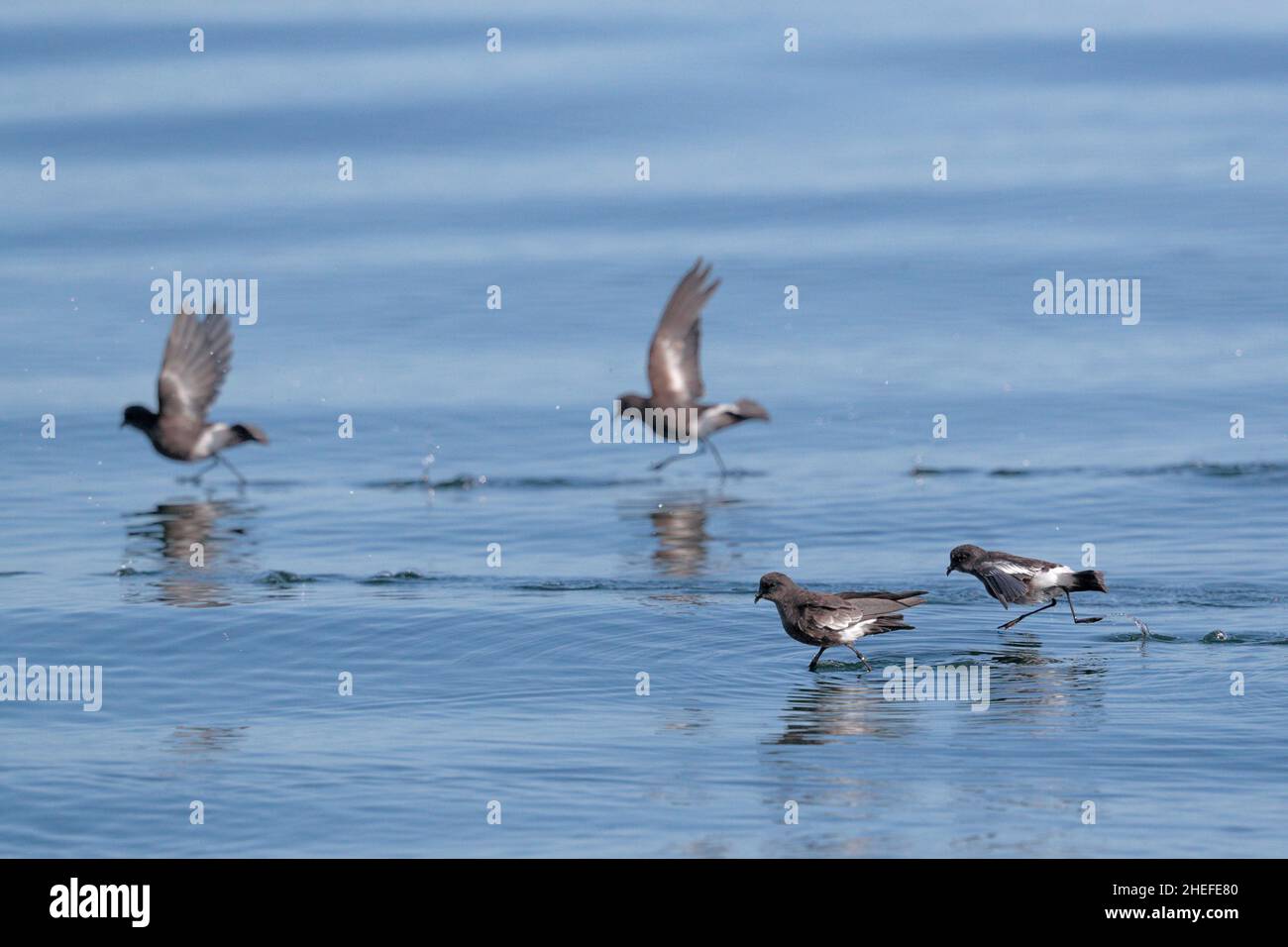 Vier Pincoya-Sturmsturmvögel (Oceanites pincoyae), zwei Vögel auf blauer Meeresoberfläche, beim 'Mouse Walk', Golf von Ancud, Südchile 23.. Februar 2020 Stockfoto