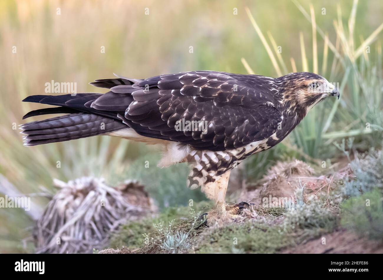 Ein junger Swainsons' Hawk, der für ein vollmundig Porträt auf einem Hügel im halbkargen Habitatabschnitt von Colorado posiert. Stockfoto