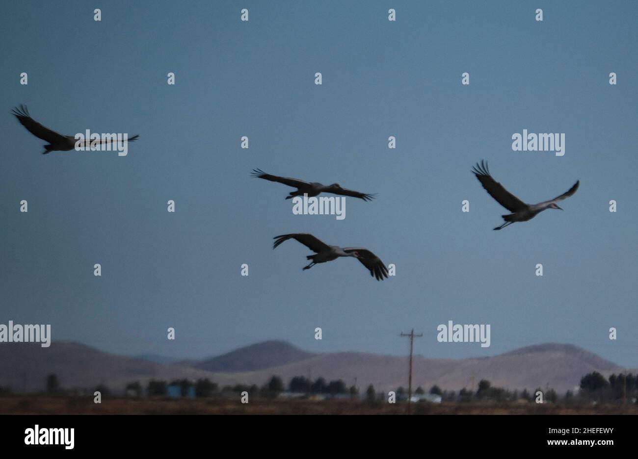 9. Januar 2022, McNeil, Arizona: Jedes Jahr im November beginnen etwa 30.000 Sandhill Cranes ihre jährliche Migration vom North Platte River in Nebraska nach Southern Arizona. Sie überwintern in der Nähe der Stadt McNeal, Arizona, in einem geschützten Gebiet, das als Whitewater Draw Wildlife Area bekannt ist. Am frühen Morgen verlassen sie, um sich auf nahegelegenen Feldern zu ernähren und kehren gegen Mittag an die Ufer eines Sees im Reservat zurück. Am Nachmittag fahren sie meist wieder ab und kehren für den Abend gegen Sonnenuntergang zurück. Die Kraniche bleiben in Arizona bis zum Frühjahr, als sie ihre Reise zurück in den Norden beginnen, wo sie begonnen haben. Diese Stockfoto