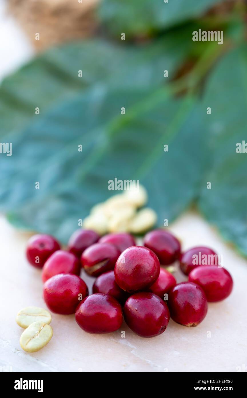 Rote reife arabica-Kaffeebeeren, grüne Kaffeesorten und Blätter aus nächster Nähe Stockfoto