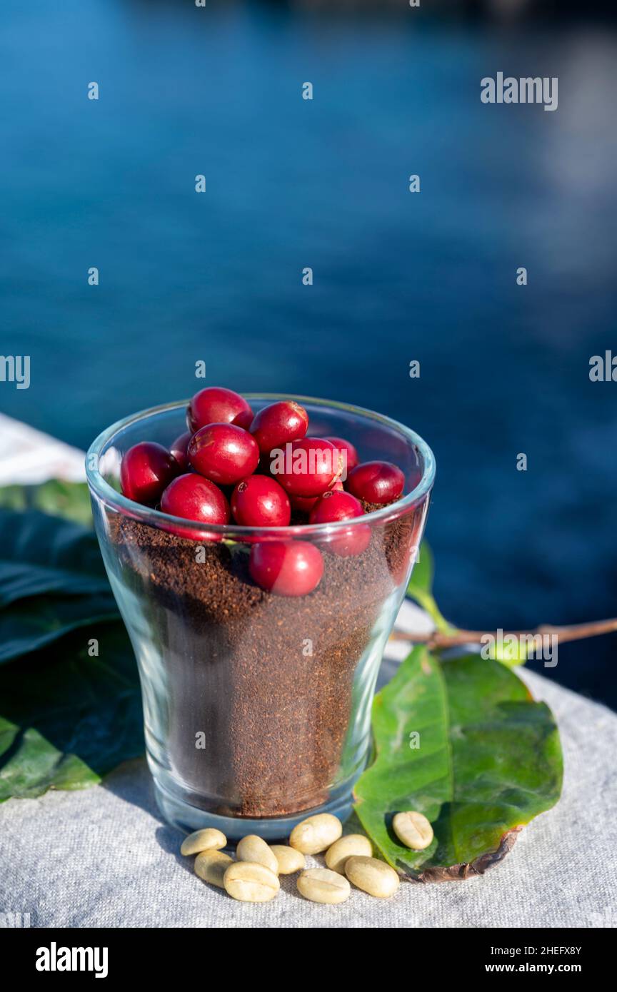 Rote reife arabica-Kaffeebeeren, grüne Kaffeesorten, Blätter und gerösteter gemahlener Kaffee in Glas aus nächster Nähe und Blick auf den blauen Ozean Stockfoto