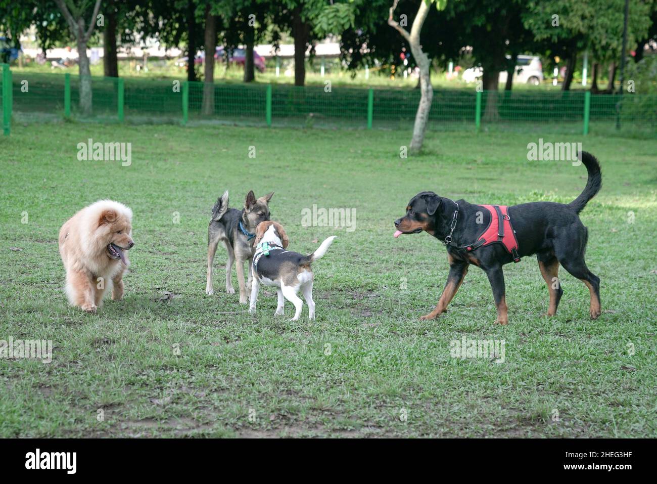 Hundepark, eine Gruppe von Hunden verschiedener Rassen, die zusammen spielen. Konzept der Hundesozialisierung. Stockfoto